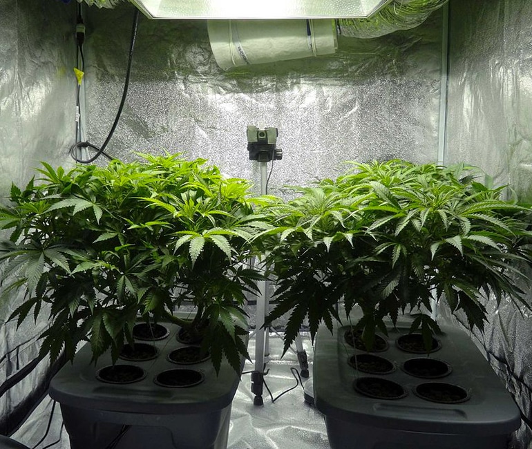 hydroponic cannabis plants
